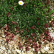 Astragalus monspessulanus subsp. monspessulanus