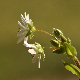 Stellaria neglecta subsp. cupaniana
