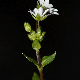 Stellaria neglecta subsp. cupaniana