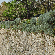 Artemisia arborescens