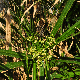 Cyperus alternifolius subsp. flabelliformis