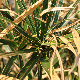 Cyperus alternifolius subsp. flabelliformis