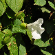 Calystegia silvatica subsp. silvatica