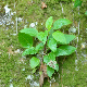 Trachelium caeruleum subsp. caeruleum