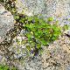 Cymbalaria muralis subsp. muralis