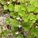 Cymbalaria muralis subsp. muralis