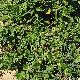 Echium plantagineum