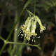 Silene gigantea subsp. gigantea