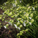 Silene vulgaris subsp. macrocarpa