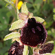 Ophrys mavromata