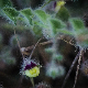Kickxia elatine subsp. crinita