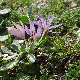 Colchicum cupanii subsp. glossophyllum