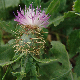 Centaurea sonchifolia