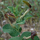 Aristolochia rotunda subsp. insularis