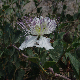 Capparis spinosa subsp. sicula