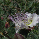 Capparis spinosa subsp. sicula