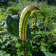 Arisarum vulgare subsp. vulgare