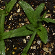 Colchicum sfikasianum