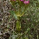 Centaurium erythraea subsp. rhodense
