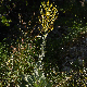 Verbascum pulverulentum