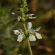 Stachys spinulosa