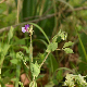 Lathyrus laxiflorus subsp. laxiflorus