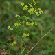 Euphorbia amygdaloides subsp. amygdaloides