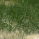 Eleocharis palustris subsp. palustris