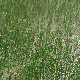Eleocharis palustris subsp. palustris