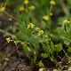 Ranunculus ophioglossifolius