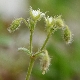 Cerastium brachypetalum subsp. roeseri