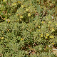 Ajuga chamaepitys subsp. chia