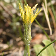 Scorzonera mollis subsp. mollis