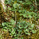Saxifraga rotundifolia subsp. chrysospleniifolia