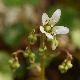 Saxifraga rotundifolia subsp. chrysospleniifolia