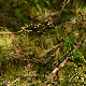 Luzula forsteri subsp. rhizomata