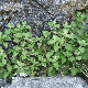 Stachys mollissima