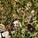 Hesperis laciniata subsp. laciniata