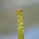 Cymodocea nodosa