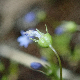 Solenopsis laurentia