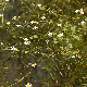 Ranunculus  aquatilis agg.