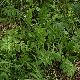 Agrimonia eupatoria subsp. eupatoria