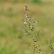 Poa trivialis subsp. sylvicola