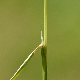 Poa trivialis subsp. sylvicola