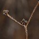 Crepis zacintha