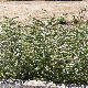 Echium italicum subsp. biebersteinii