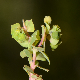 Euphorbia aulacosperma