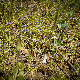 Solenopsis laurentia