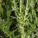 Cirsium creticum subsp. creticum