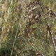 Cladium mariscus subsp. mariscus